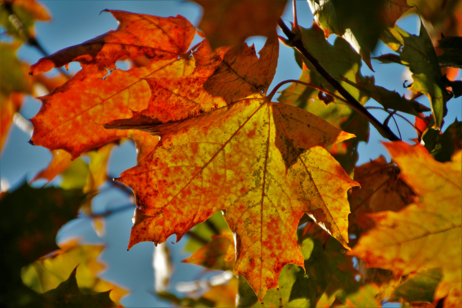 Farben des Herbstes Ahornblat