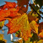 Farben des Herbstes Ahornblat