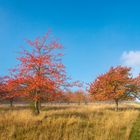 Farben des Herbstes