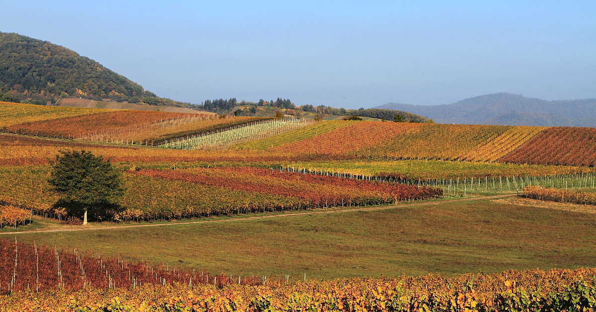 Farben des Herbstes bei Ilbesheim