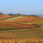 Farben des Herbstes bei Ilbesheim