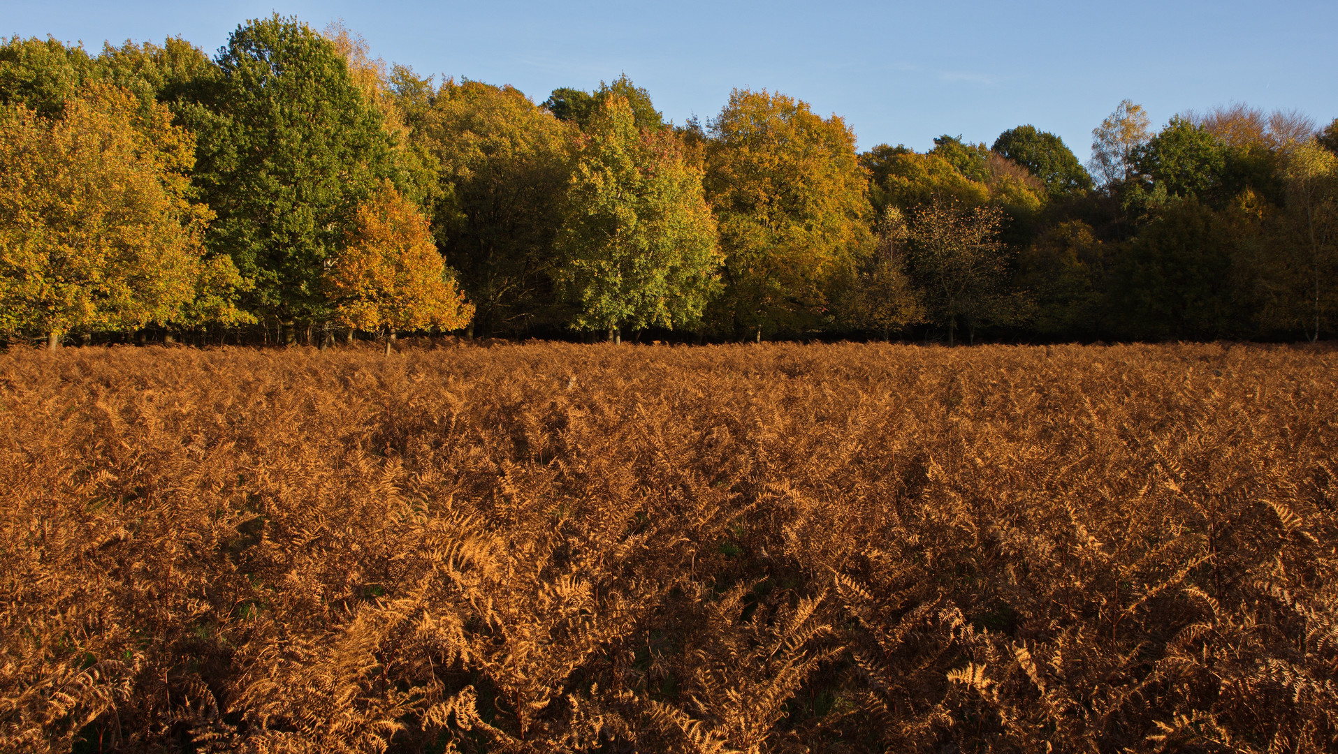 Farben des Herbstes