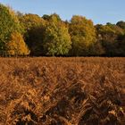 Farben des Herbstes