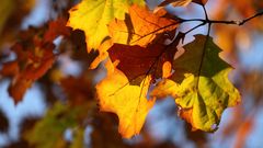 *** Farben des Herbstes ***