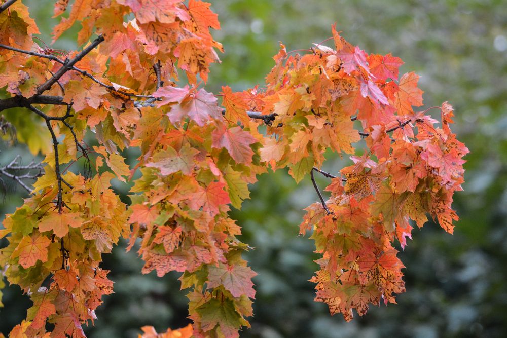 Farben des Herbstes