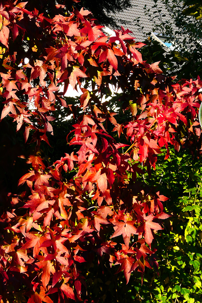 Farben des Herbstes der Amberbaum in seiner schönsten Farbe Foto
