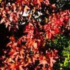Farben des Herbstes - der Amberbaum in seiner schönsten Farbe