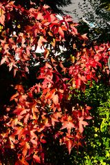 Farben des Herbstes - der Amberbaum in seiner schönsten Farbe