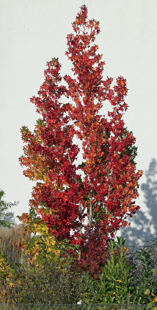 Farben des Herbstes