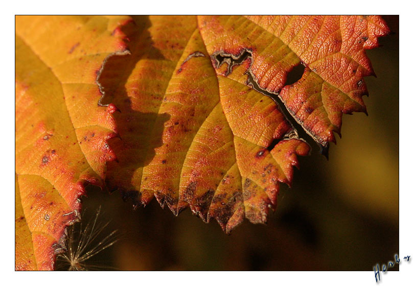 Farben des Herbstes