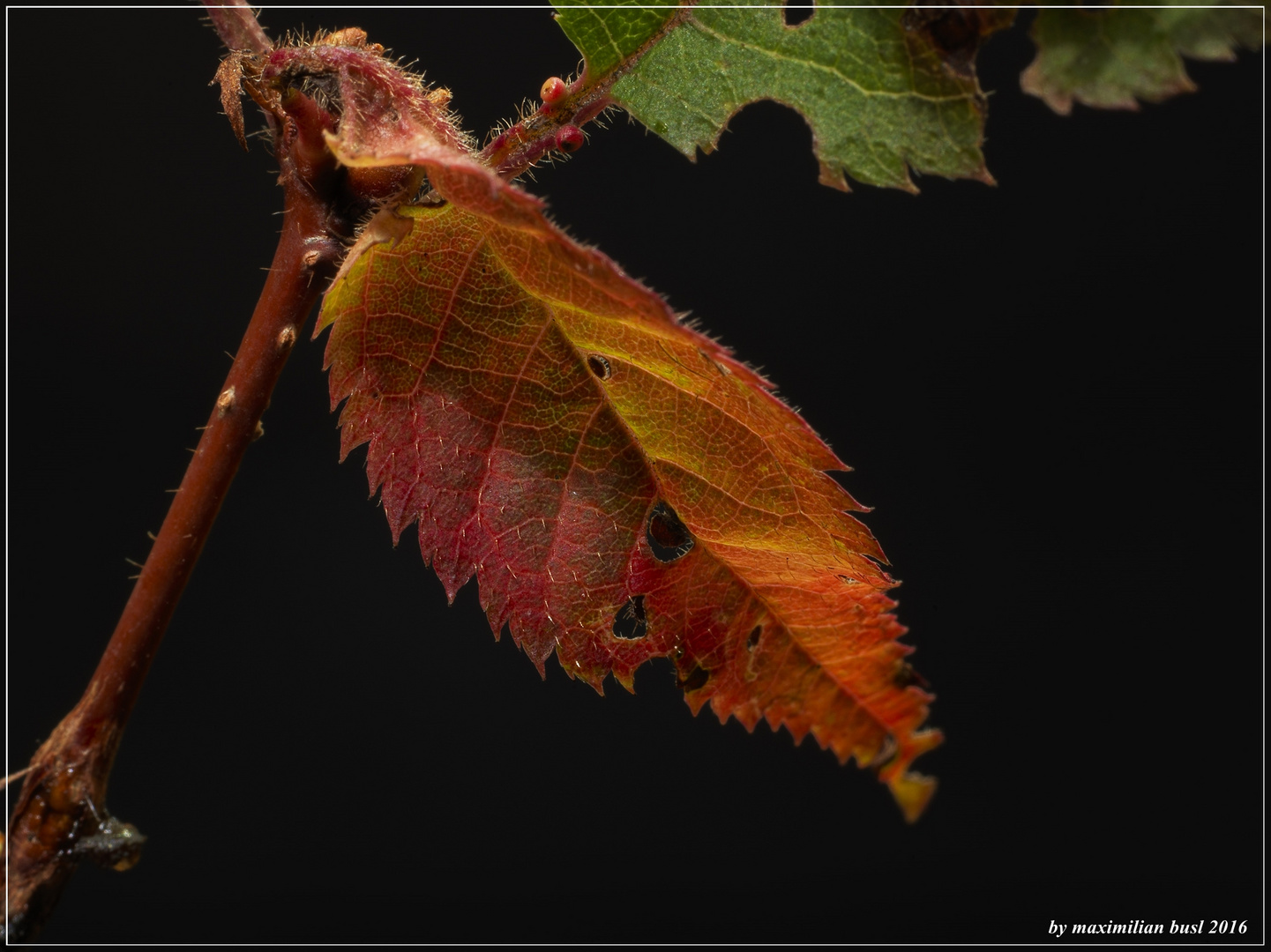 Farben des Herbstes