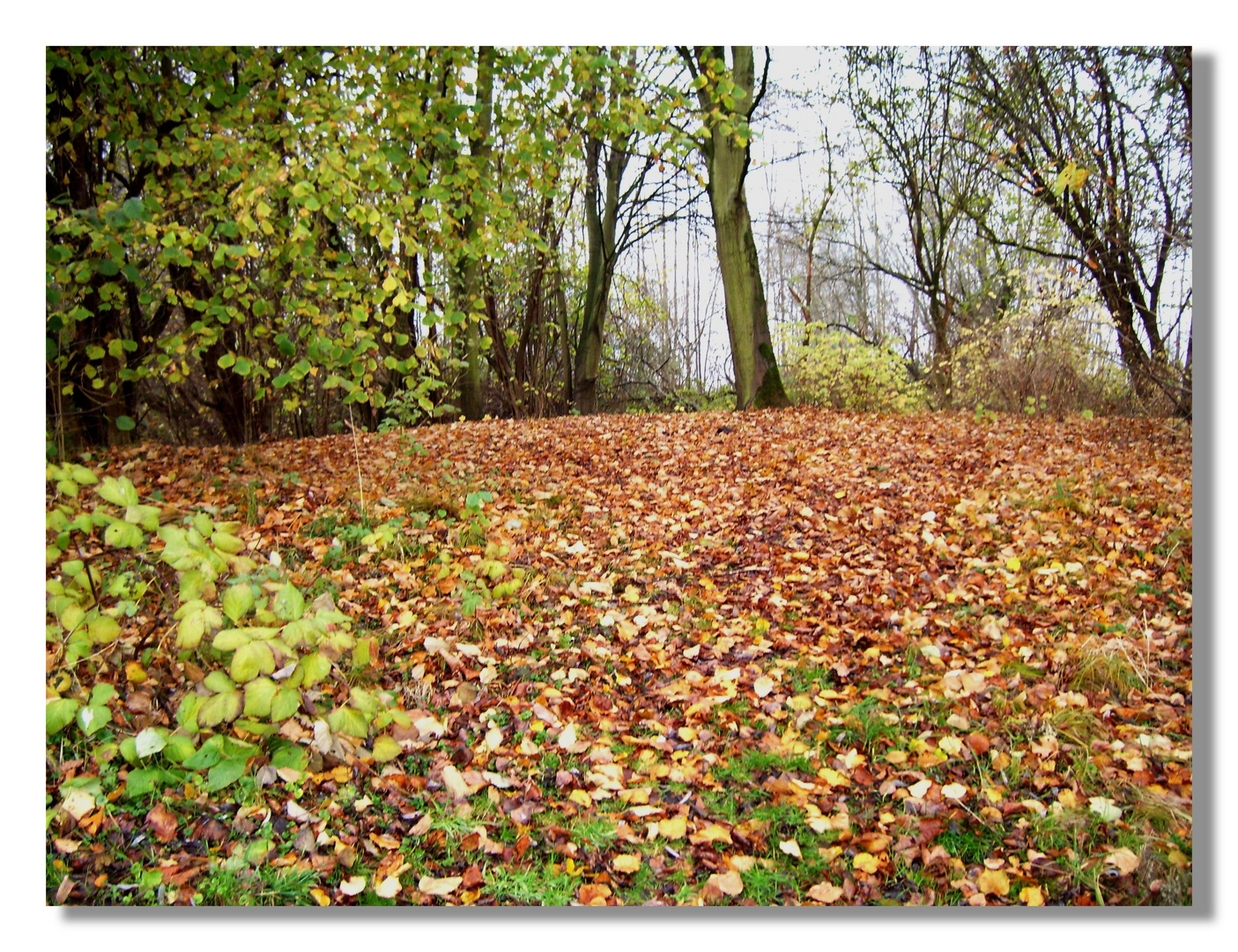 Farben des Herbstes