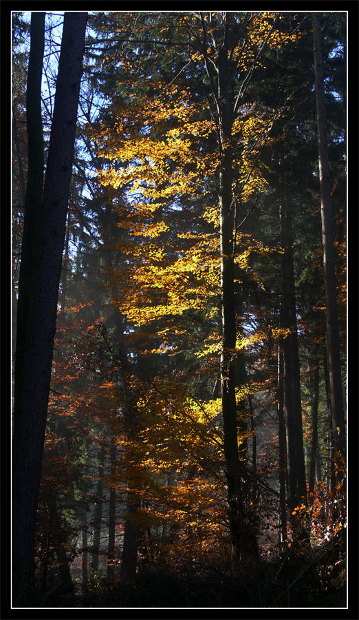 Farben des Herbstes...