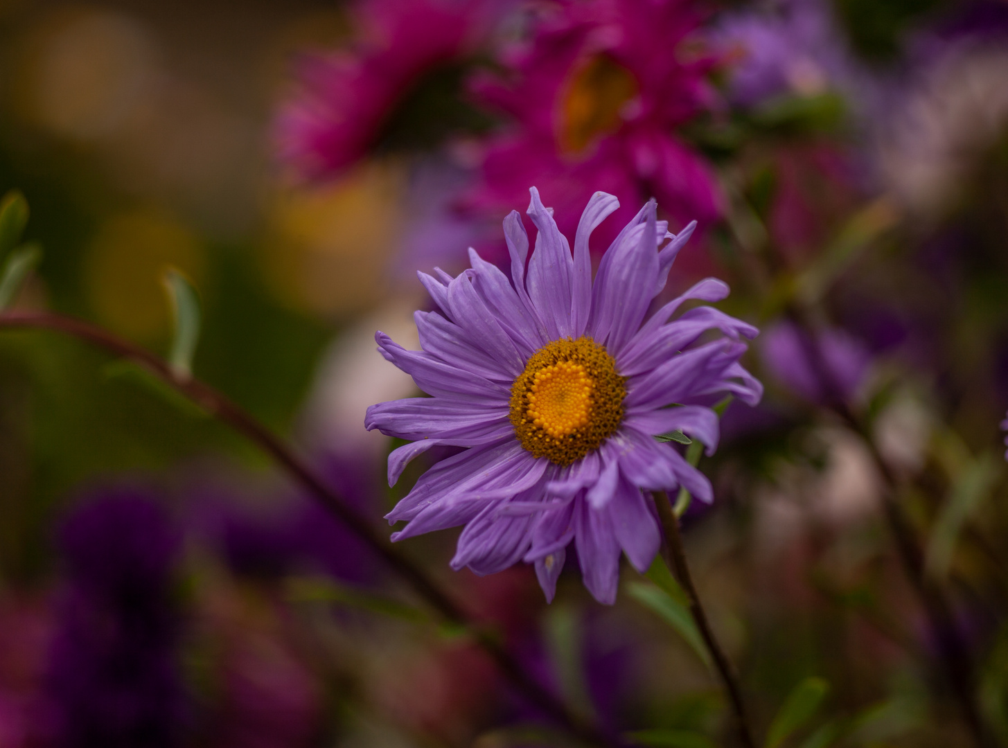 Farben des Herbstes