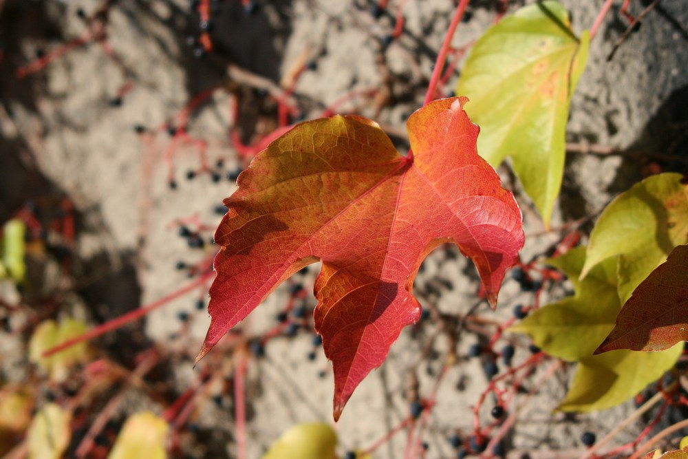 Farben des Herbstes I