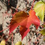 Farben des Herbstes I