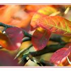 Farben des Herbstes I