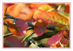 Farben des Herbstes I