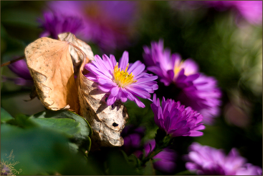 Farben des Herbstes II