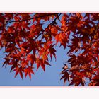 Farben des Herbstes III