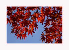 Farben des Herbstes III