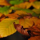 Farben des Herbstes -Original-