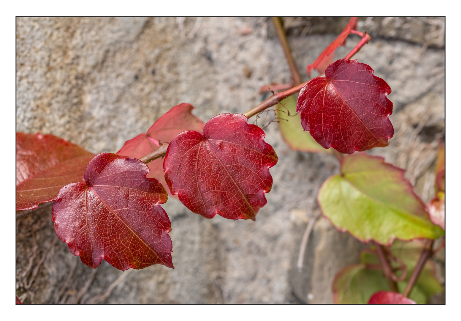 Farben des Herbstes VI