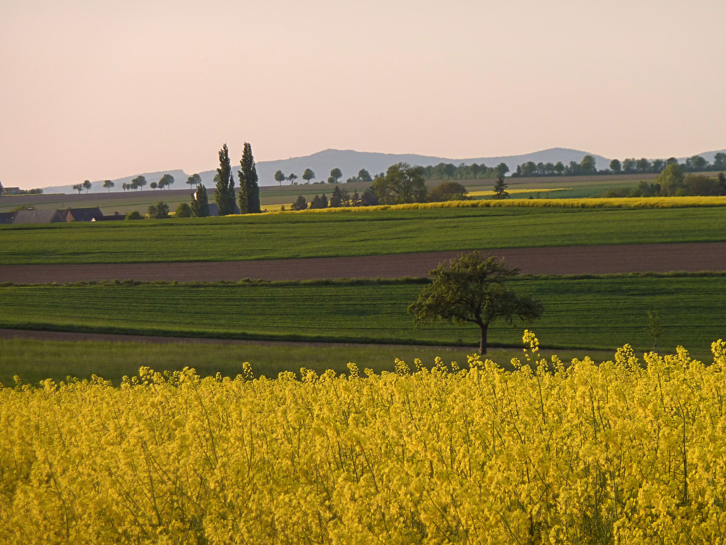 Farben des Maifelds