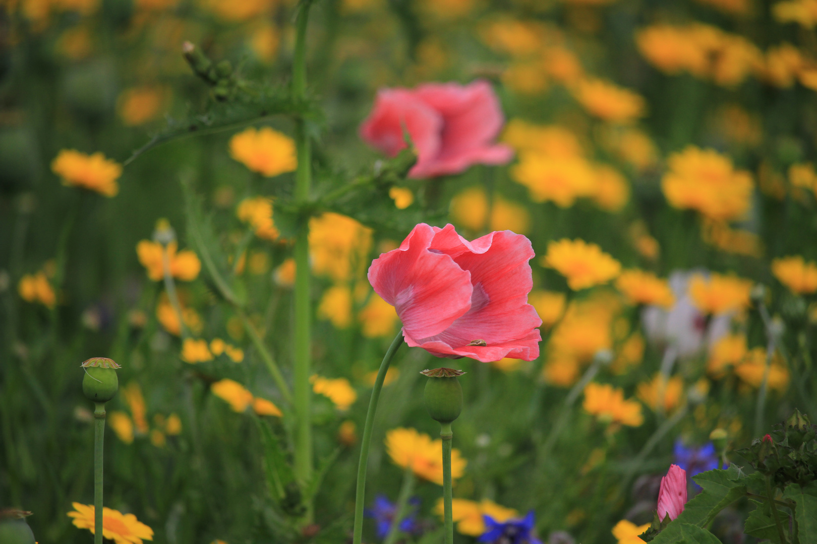 Farben des Mohns II