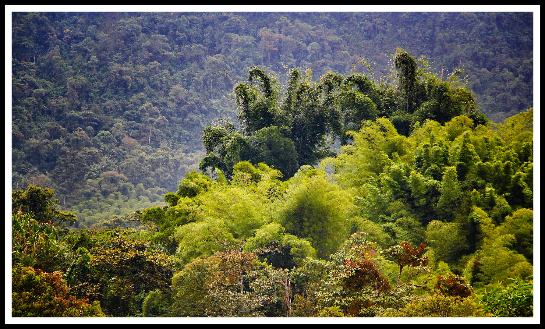 Farben des Nebelwaldes