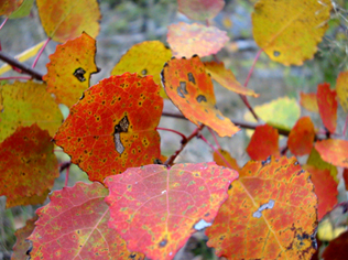 Farben des Oktober