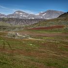 Farben des Sauerampfers, Grönland