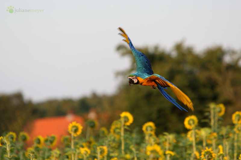 Farben des Sommers