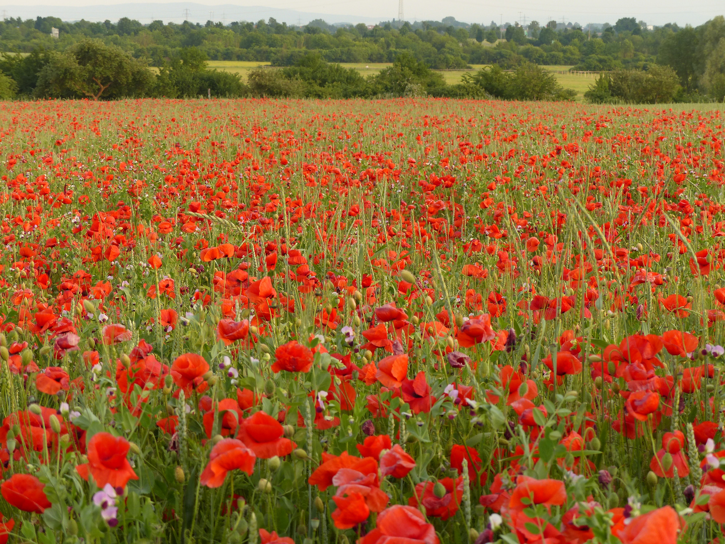 Farben des Sommers