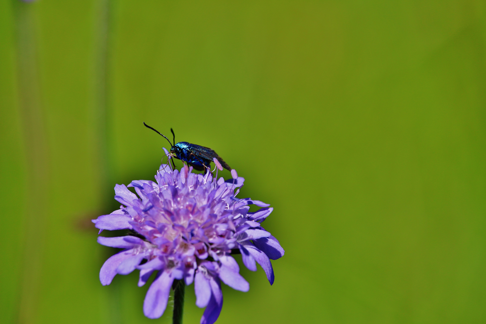 Farben des Sommers/ 1