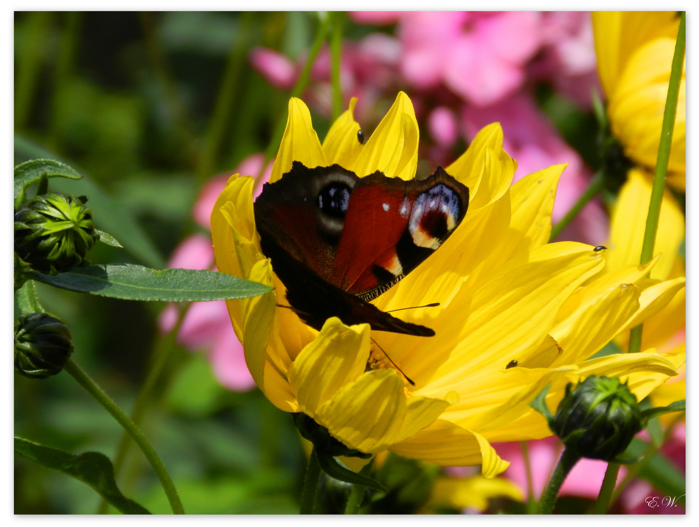 Farben des Sommers...