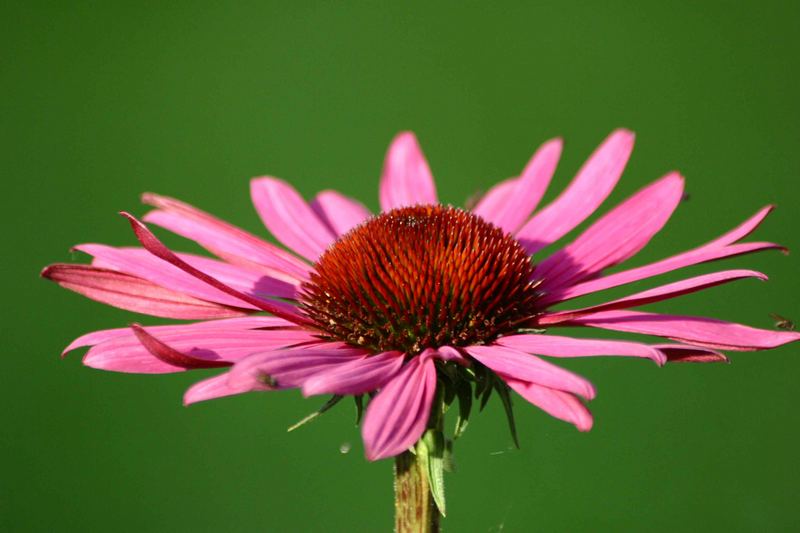 Farben des Sommers 2