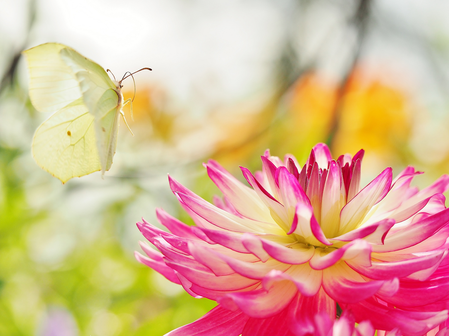 Farben des Sommers 3