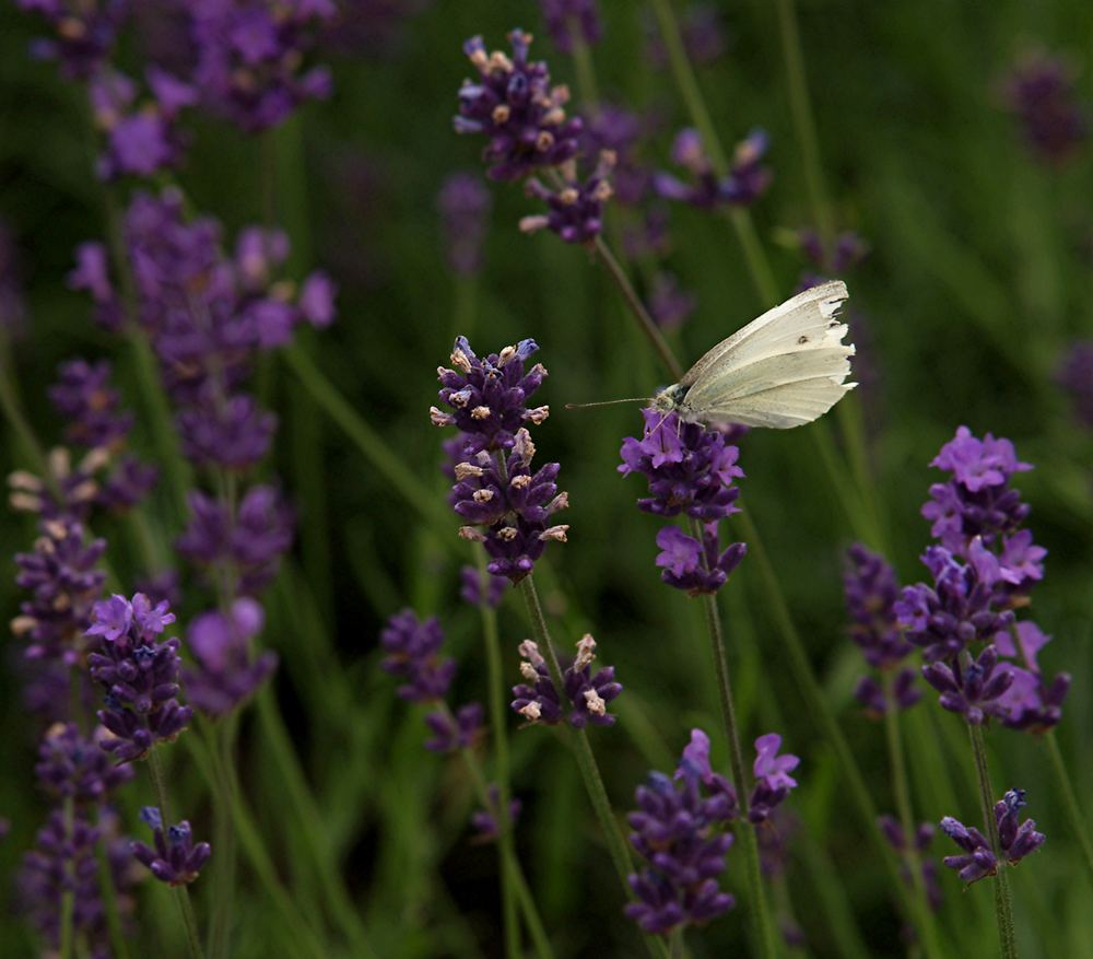 Farben des Sommers (3): Weiß auf Violett