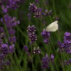 Farben des Sommers (3): Weiß auf Violett