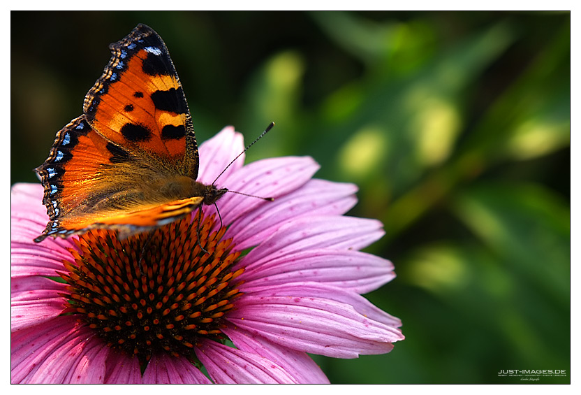 Farben des Sommers