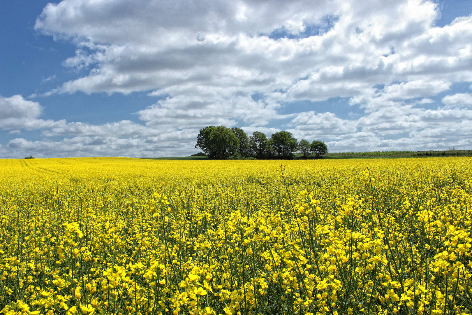 Farben des Sommers