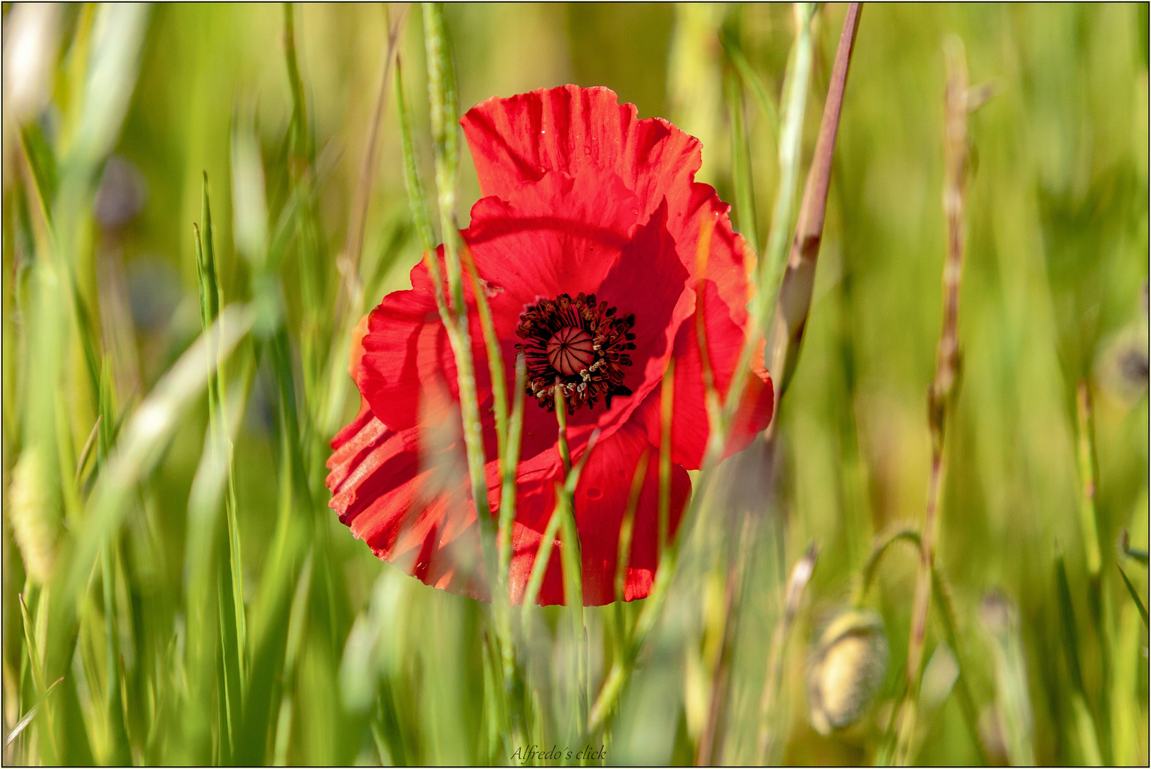 Farben des Sommers*