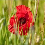 Farben des Sommers*