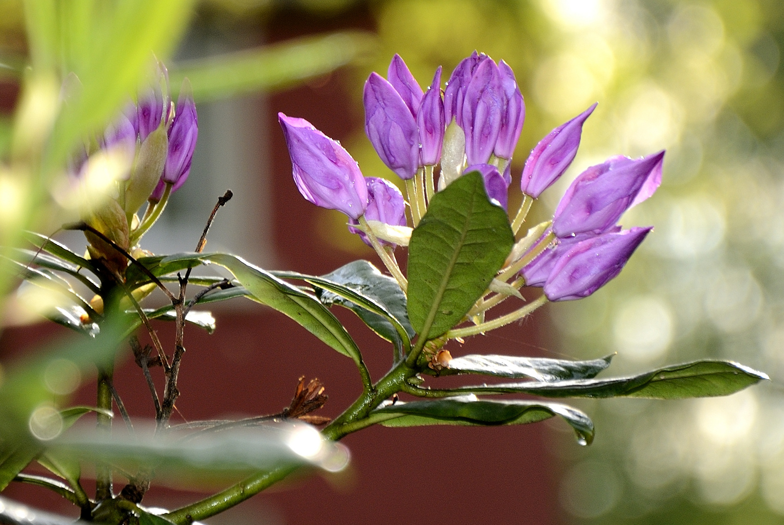 Farben des Sommers