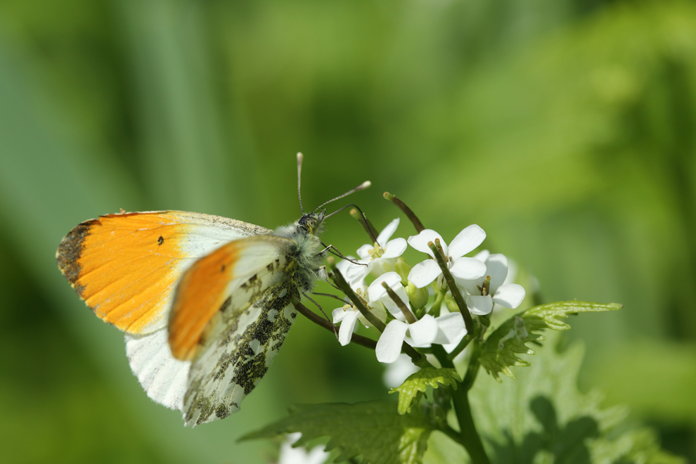 Farben des Sommers