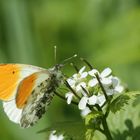 Farben des Sommers