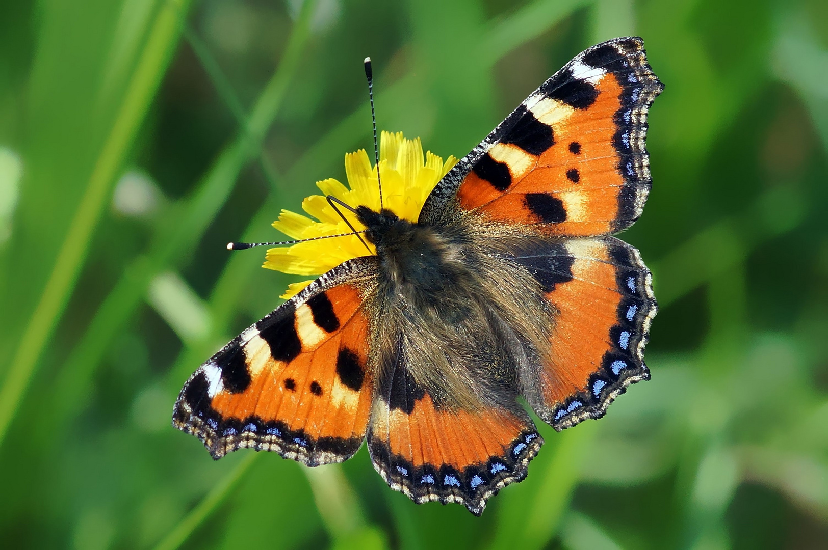 Farben des Sommers