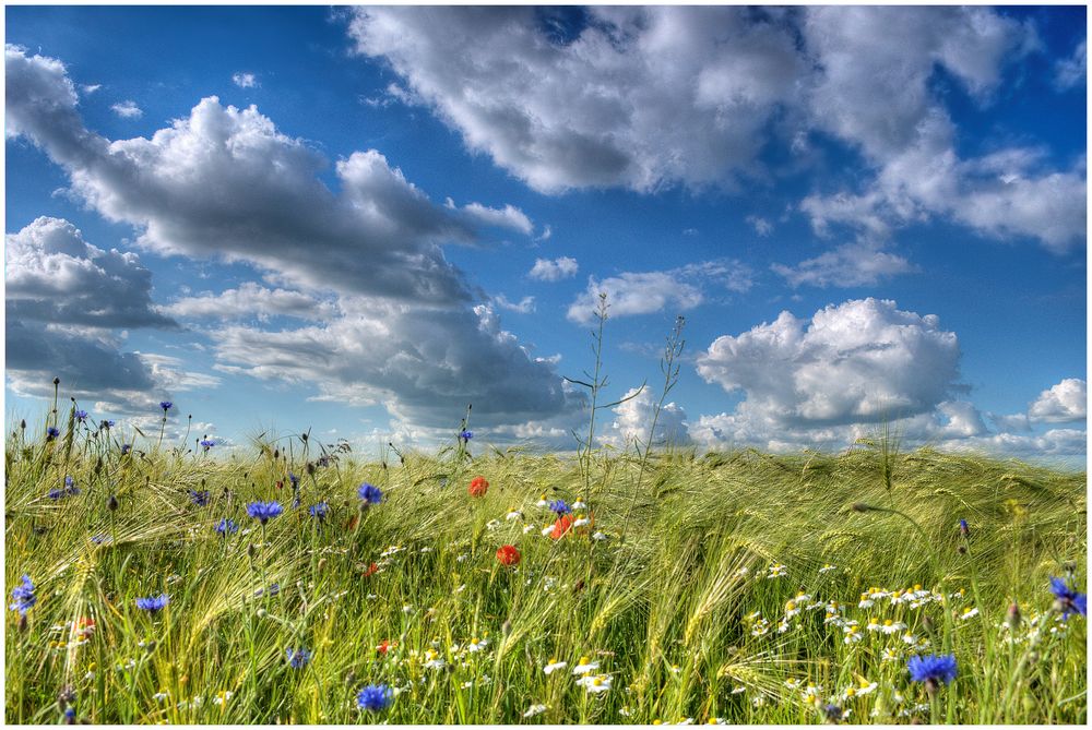 Farben des Sommers