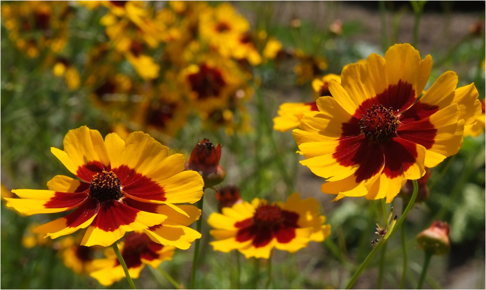 Farben des Sommers